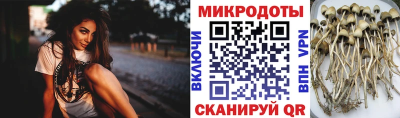 Псилоцибиновые грибы Psilocybe маркетплейс наркотические препараты Бавлы